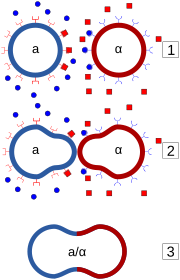 Diagram showing the yeast-mating process