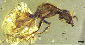 Zigrasimecia tonsora в куске янтаря