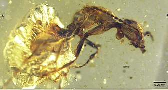 Zigrasimecia tonsora