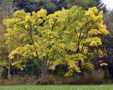 arbore de plută de Amur (Phellodendron amurense)