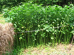 Culture de ramie, à Fukushima, au Japon.