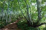 新緑のブナが美しい登山道