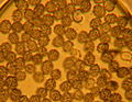Spores de Lactarius alnicola