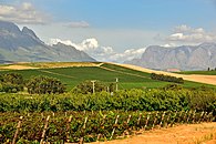 Weinbau in der Region Stellenbosch