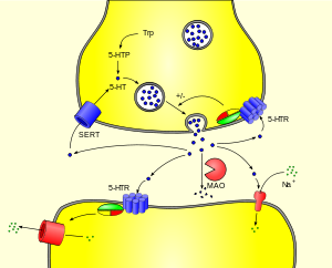 English: Biochemistry of serotonin Deutsch: Bi...