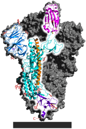 SARS‑CoV‑2 spike homotrimer focusing upon one protein subunit with an ACE2 binding domain highlighted