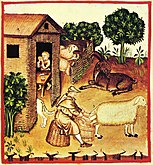 Ilustración del "Tacuinum Sanitatis" (siglo XIV). Biblioteca Casanatensis, Roma).