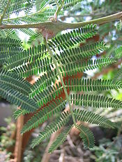 Acacia-seyal-leaves.jpg