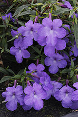 Achimenes cettoana in cultivation