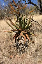 Miniatura para Aloe marlothii