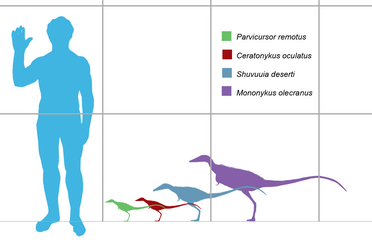 Порівняння розміру Mononykus (фіолетовий силует) з розміром людини