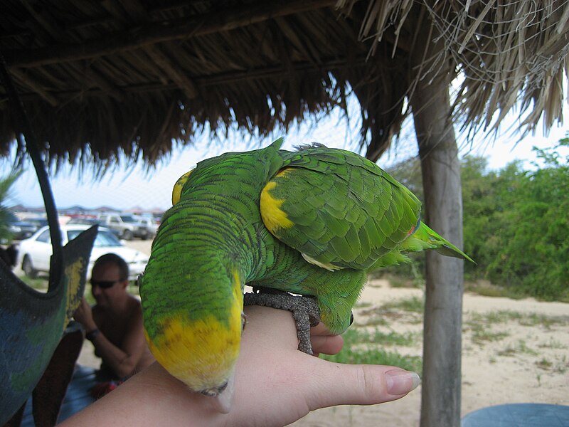 800px-Amazona_barbadensis_-pet-crown-4.jpg