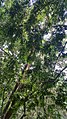 Amentotaxus poilanei v lesním porostu