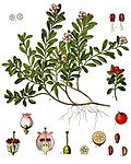 Arctostaphylos uva-ursi — Толокнянка обыкновенная