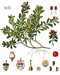 Arctostaphylos uva-ursi (L.) Spreng.