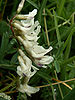 Astragalus australis