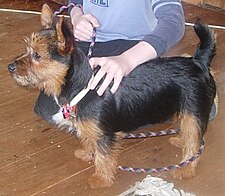 Australian terrier.jpg