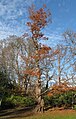 Displaying autumn foliage in Victoria, British Columbia, Canada