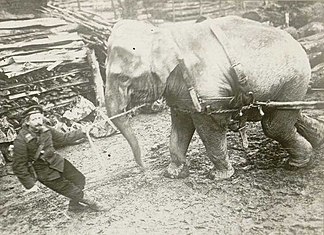 Elephant de Hagenbeck employé par les Allemands pour transporter des bois.