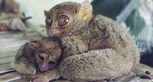 Tarsier with a baby