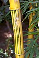 Międzywęźle bambusa zwyczajnego odm. 'Vittata'