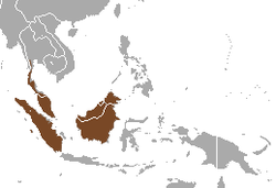 Distribución de la civeta de las palmeras rayada