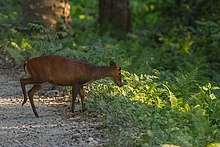 Лаещ елен Манас-Тигър-резерват Асам Индия.jpg