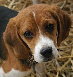 A portrait of a Beagle puppy.