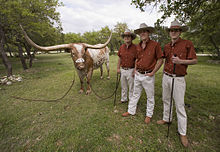 The "Silver Spurs" with the university's mascot, Bevo Bevo 30.jpg