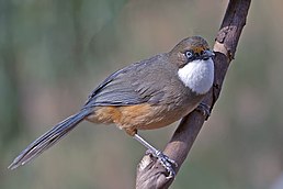 Чагарниця білогорла (Pterorhinus albogularis)