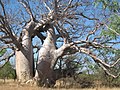 Baobabo žievėje išskaptuoti užrašai išlieka ilgą laiką – daugiau kaip šimtą metų.[2]
