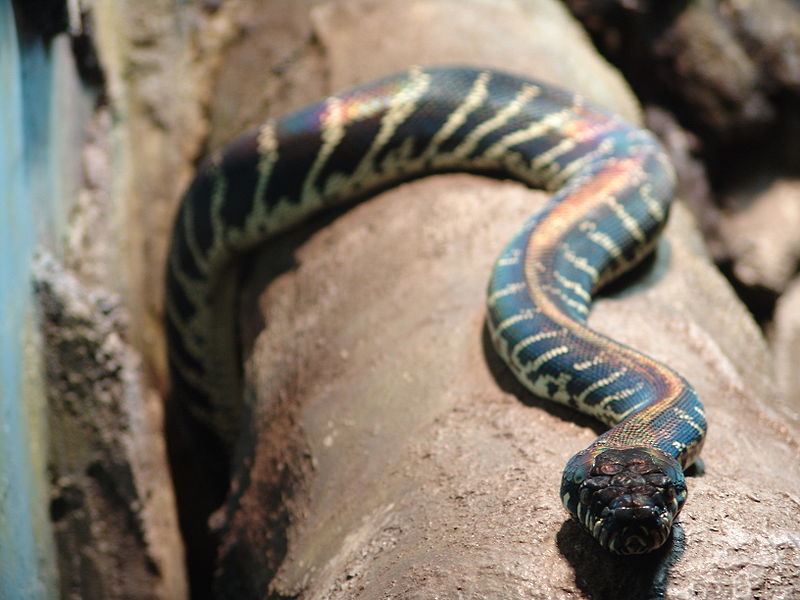 Boelen’s Python at Wilmington's Serpentarium