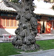 Multiple burls on an ancient cypress tree at the Beijing Temple of Confucius in China