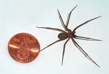 English: brown recluse as compared to a U.S.A....