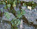 Korianderblatt- Schmuckblümchen (Callianthemum coriandrifolium)