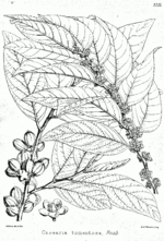 Miniatura para Flacourtiaceae