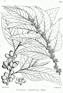 Casearia tomentosa Bra31.png