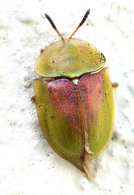 Cassida rufovirens