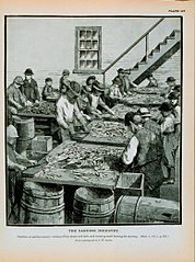 Children cleaning Atlantic herring at a cannery