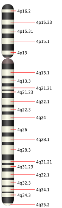 4號染色體