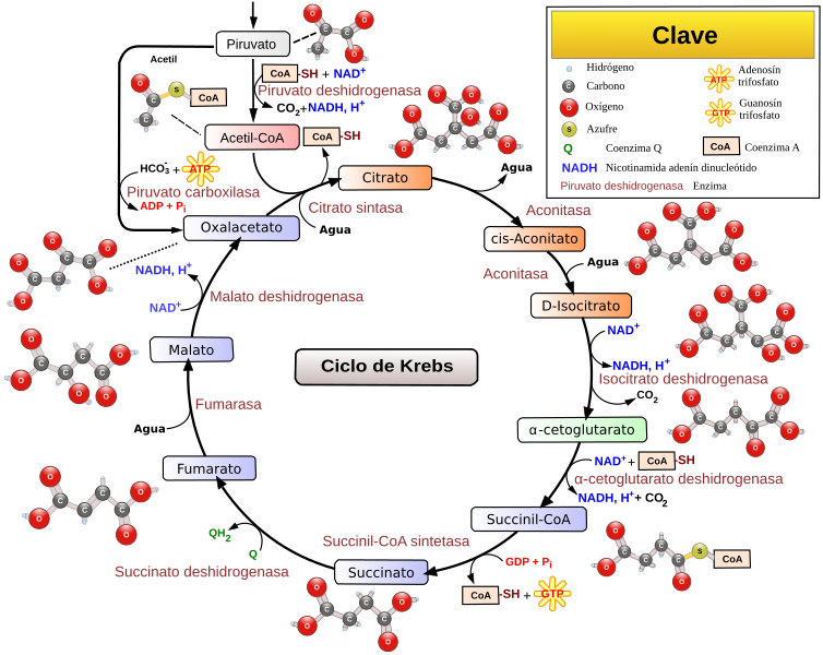 Archivo: ciclo del ácido cítrico con aconitato 2-es.svg