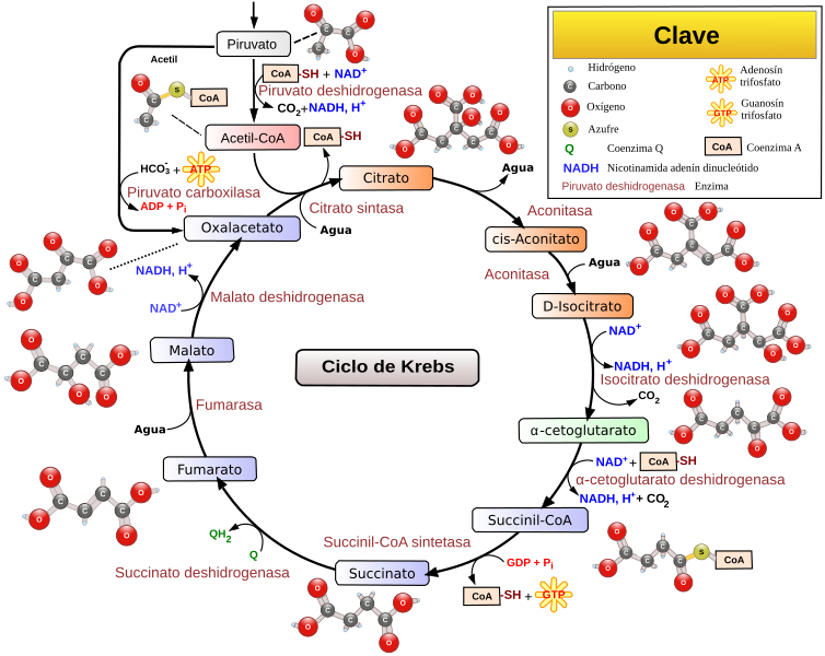 File:Citric acid cycle with aconitate 2-es.svg