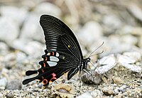 Papilio helenus, ailes repliées