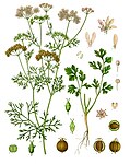Coriandrum sativum — Кориандр посевной