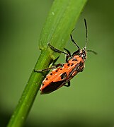 L'abdomen