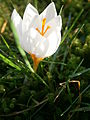 Crocus sieberi 'Bowles White'