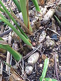 Vignette pour Curcuma cordata