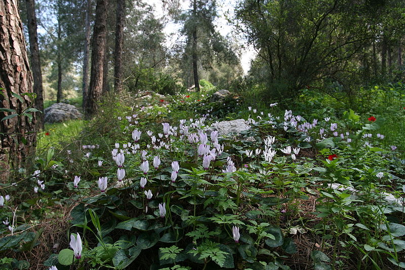 File:Cyclamen persicum group.JPG