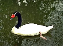 Cygne à cou noir