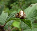 Miniatura per Cyrtarachne ixoides